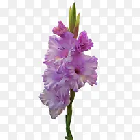 花卉 开花植物 粉色-空若网 花卉 开花植物 粉色-空若网