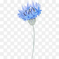 切花 花朵 蓝色-空若网 切花 花朵 蓝色-空若网