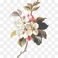 �� ֲ�� ����ֲ��-������