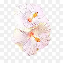 卡通 夏威夷木槿 木槿-空若网 卡通 夏威夷木槿 木槿-空若网