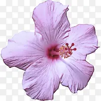 花 芙蓉 开花植物-空若网 花 芙蓉 开花植物-空若网