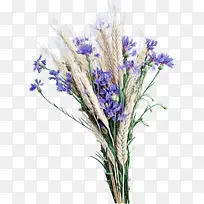 花 开花植物 薰衣草-空若网 花 开花植物 薰衣草-空若网