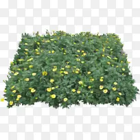 ���� ����ֲ�� ֲ��-������