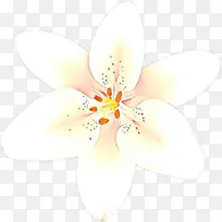 卡通 白色 花瓣-空若网 卡通 白色 花瓣-空若网