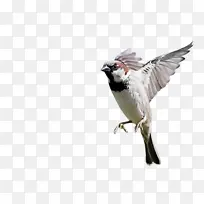 鸟 喙 翅膀-空若网 鸟 喙 翅膀-空若网