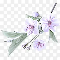 花 植物 花瓣-空若网 花 植物 花瓣-空若网