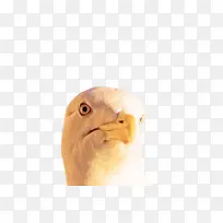 ���� ���� ��-������