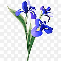 花 开花植物 植物-空若网 花 开花植物 植物-空若网