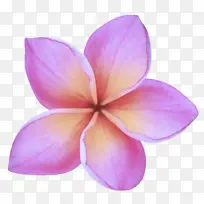 花瓣 弗兰基帕尼 粉色-空若网 花瓣 弗兰基帕尼 粉色-空若网