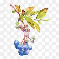 植物 花 果实-空若网 植物 花 果实-空若网