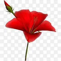 花 开花植物 花瓣-空若网 花 开花植物 花瓣-空若网