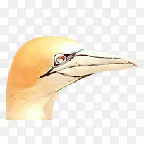 卡通 脸 鼻子-空若网 卡通 脸 鼻子-空若网