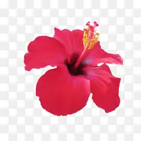 芙蓉 开花植物 花瓣-空若网 芙蓉 开花植物 花瓣-空若网