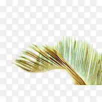 ¿¨Í¨ ²Ý »Æ-¿ÕÈôÍø ¿¨Í¨ ²Ý »Æ-¿ÕÈôÍø