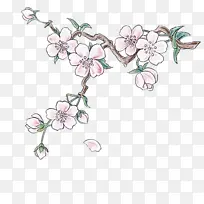 树枝 花 植物-空若网 树枝 花 植物-空若网