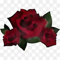 红色 花园玫瑰 花朵-空若网 红色 花园玫瑰 花朵-空若网