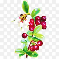 花 植物 浆果-空若网 花 植物 浆果-空若网