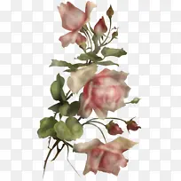 ���� ����ֲ�� ֲ��-������