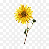 花卉 开花植物 向日葵-空若网 花卉 开花植物 向日葵-空若网