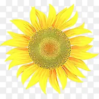 卡通 向日葵 黄色-空若网 卡通 向日葵 黄色-空若网