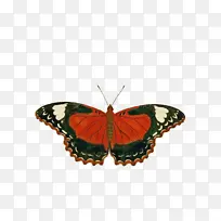 飞蛾和蝴蝶 蝴蝶 昆虫-空若网 飞蛾和蝴蝶 蝴蝶 昆虫-空若网