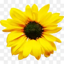 花 开花植物 花瓣-空若网 花 开花植物 花瓣-空若网