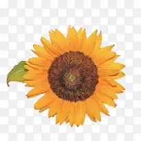 向日葵 花 黄色-空若网 向日葵 花 黄色-空若网