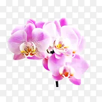 �� ����ֲ�� �ɶ�����-������