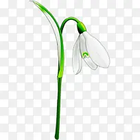 加兰图斯 雪花 花-空若网 加兰图斯 雪花 花-空若网