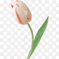 郁金香 花 植物-空若网 郁金香 花 植物-空若网
