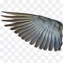 鸟鸭翼摄影桌面壁纸-翅膀-空若网 鸟鸭翼摄影桌面壁纸-翅膀-空若网