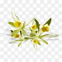 花 开花植物 植物-空若网 花 开花植物 植物-空若网