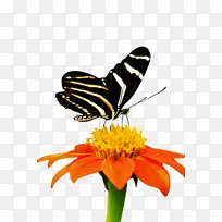 蝴蝶 辛西娅亚属 昆虫-空若网 蝴蝶 辛西娅亚属 昆虫-空若网