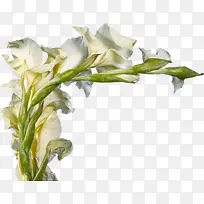 花 开花植物 白色-空若网 花 开花植物 白色-空若网