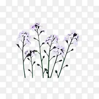 ֲ�� ��֦ ��-������