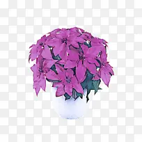 花 植物 紫色-空若网 花 植物 紫色-空若网