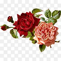 ���� ����ֲ�� ��԰õ��-������