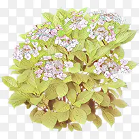 卡通 花 植物-空若网 卡通 花 植物-空若网