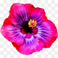 花 开花植物 花瓣-空若网 花 开花植物 花瓣-空若网