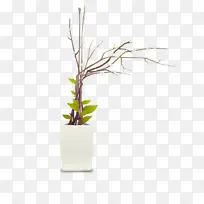 花盆 嫩枝 树枝-空若网 花盆 嫩枝 树枝-空若网