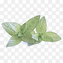 叶 植物 花-空若网 叶 植物 花-空若网