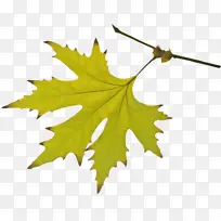 叶 黑枫树 植物-空若网 叶 黑枫树 植物-空若网