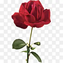 花卉 开花植物 花园玫瑰-空若网 花卉 开花植物 花园玫瑰-空若网