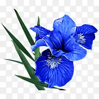 花 开花植物 蓝色-空若网 花 开花植物 蓝色-空若网