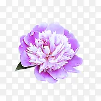 ���� ����ֲ�� ����-������