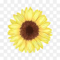 卡通 向日葵 黄色-空若网 卡通 向日葵 黄色-空若网