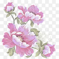 花朵 开花植物 花瓣-空若网 花朵 开花植物 花瓣-空若网