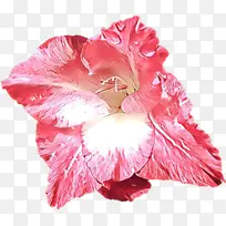 卡通 花瓣 粉色-空若网 卡通 花瓣 粉色-空若网