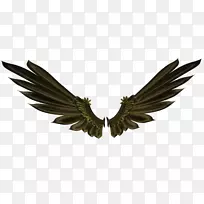 鸟类桌面壁纸夹艺术.翅膀-空若网 鸟类桌面壁纸夹艺术.翅膀-空若网