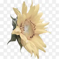 花 植物 花瓣-空若网 花 植物 花瓣-空若网